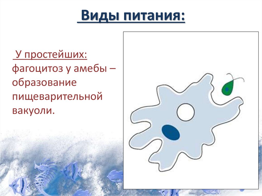 Виды питания: