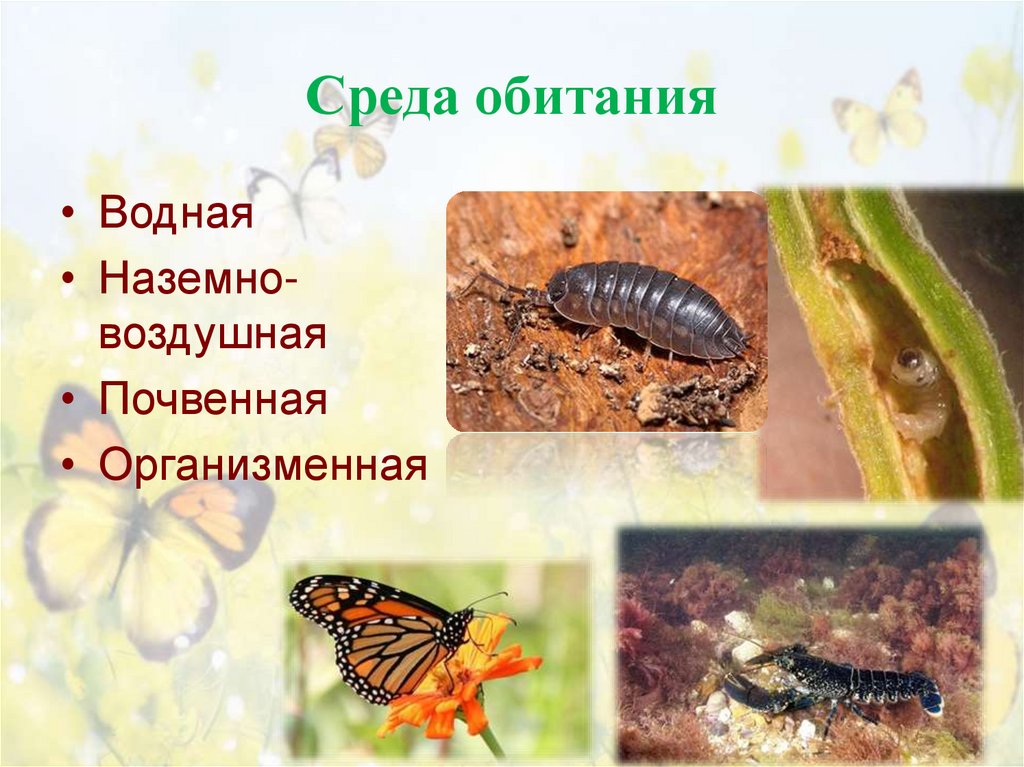 Среда обитания