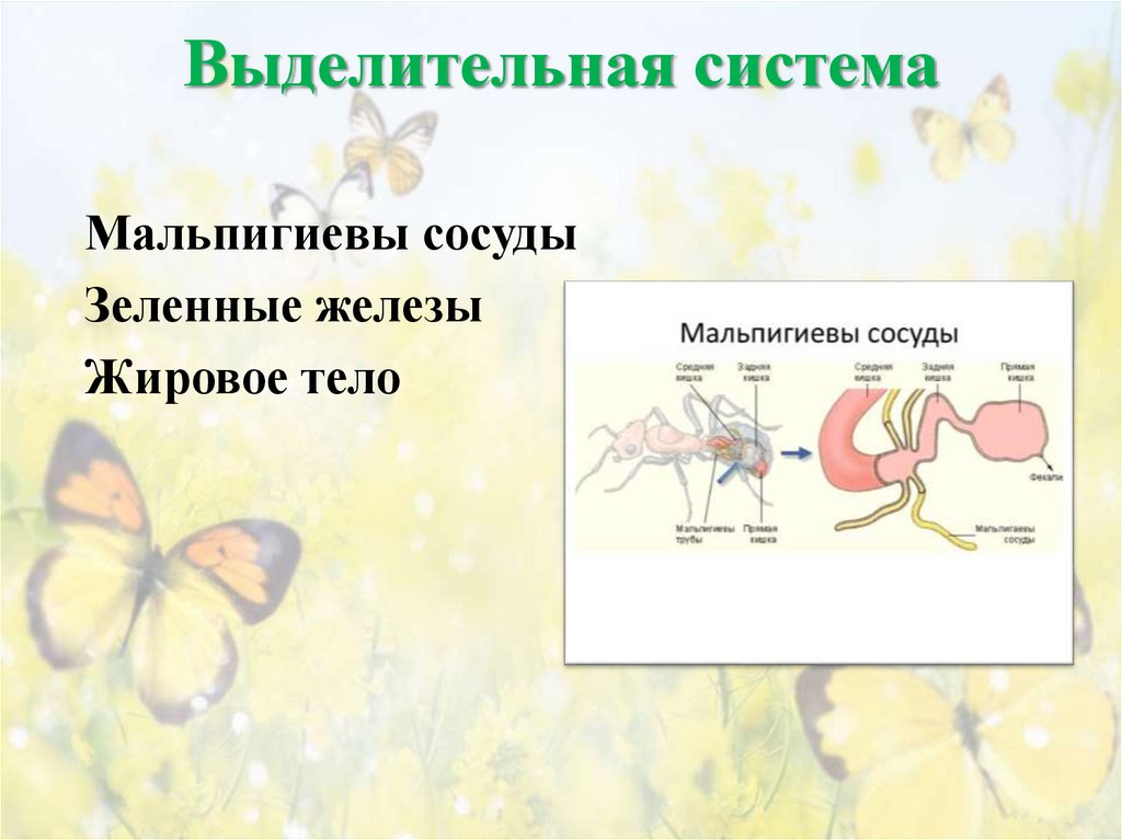 Выделительная система