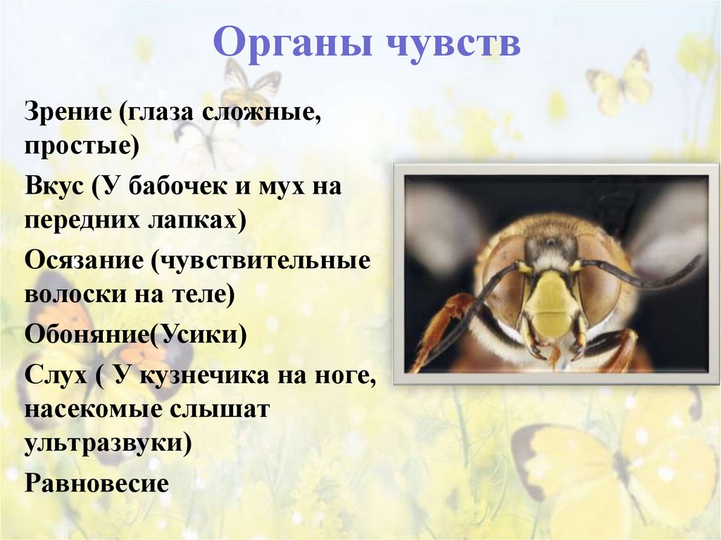 Органы чувств