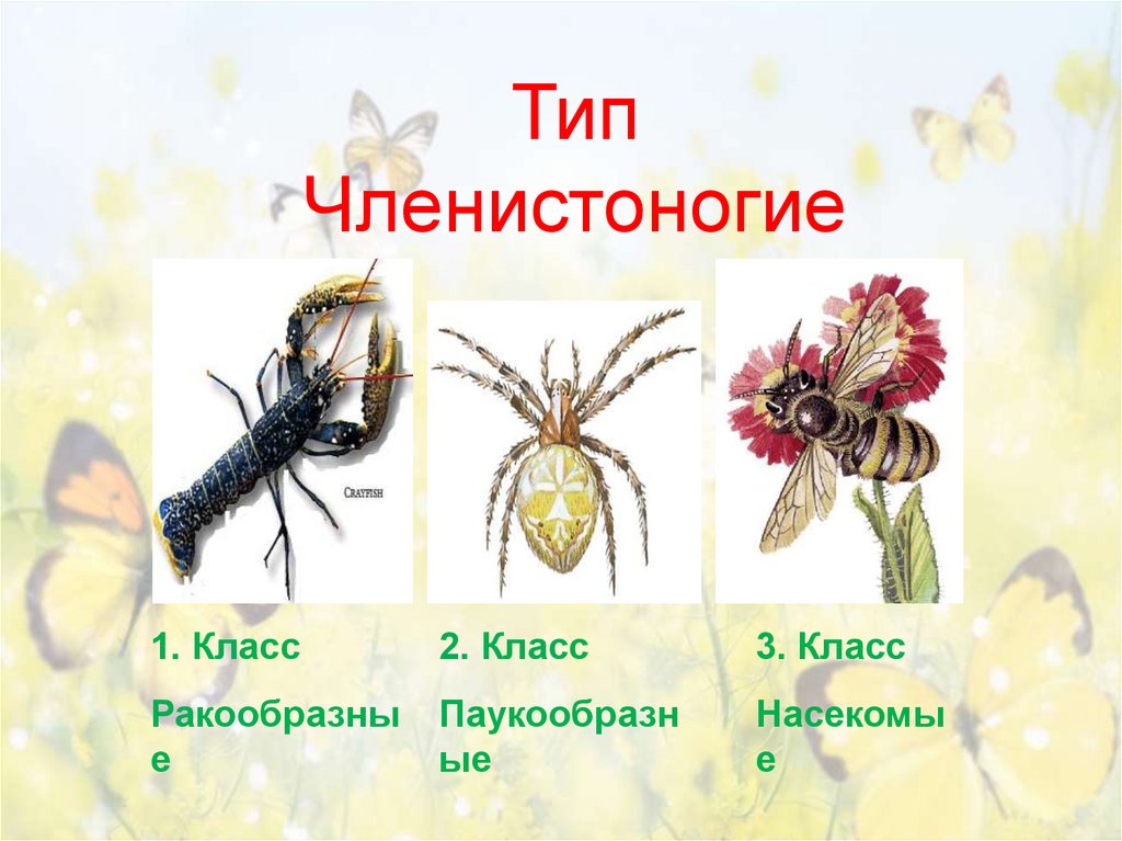 Тип Членистоногие