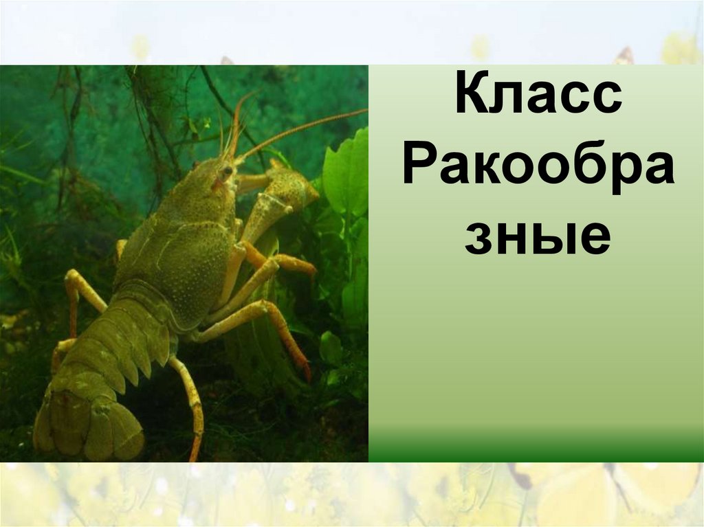 Класс Ракообразные
