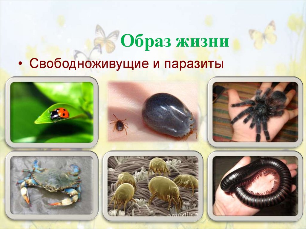 Образ жизни