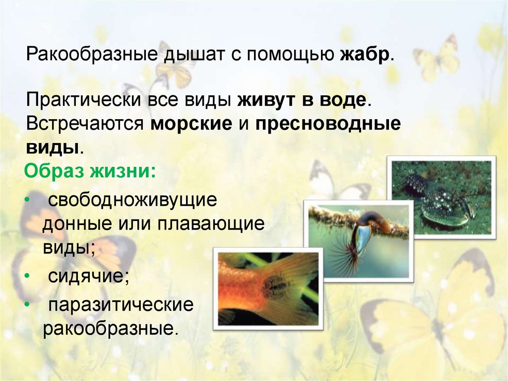 Ракообразные дышат с помощью жабр.