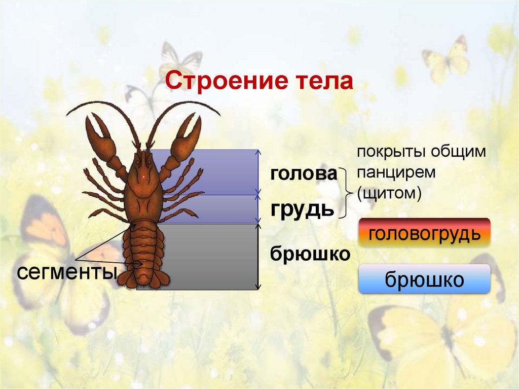 Строение тела