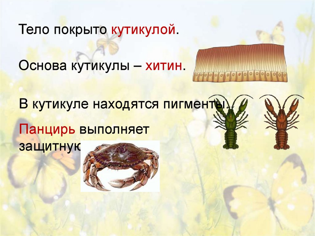 Тело покрыто кутикулой.