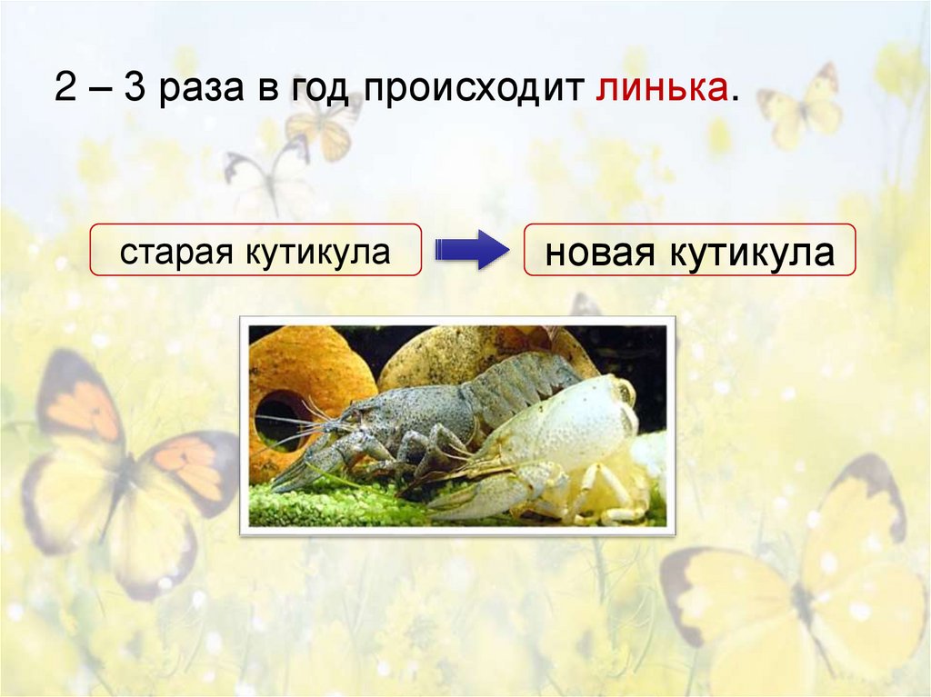 2 – 3 раза в год происходит линька.