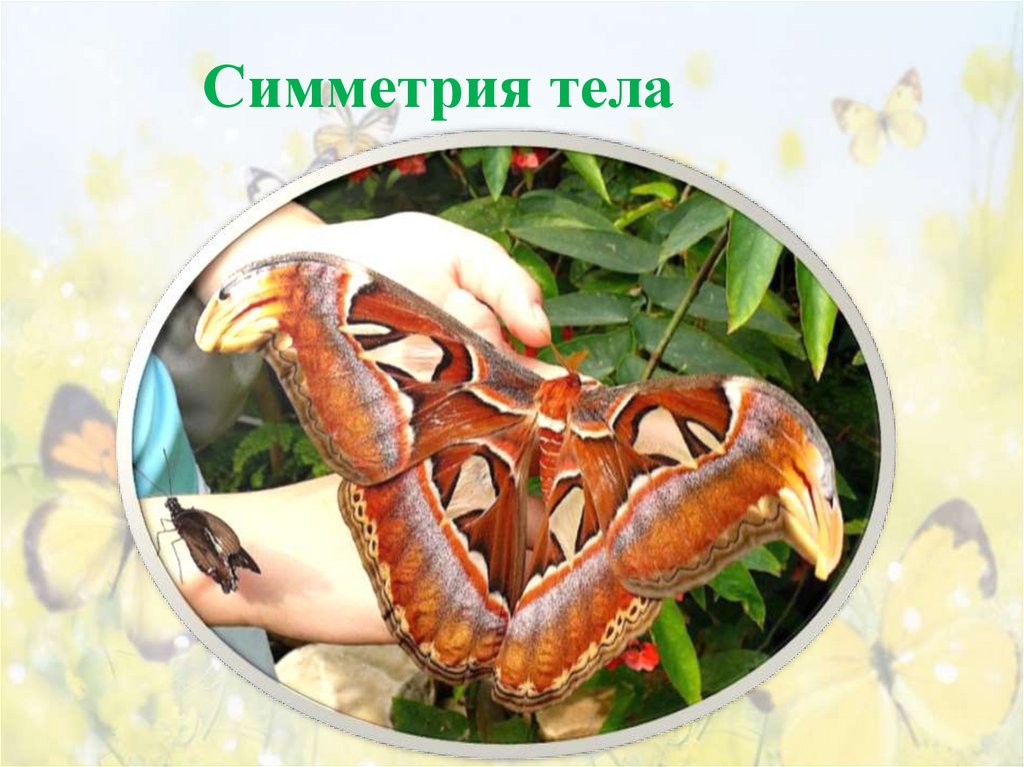 Симметрия тела