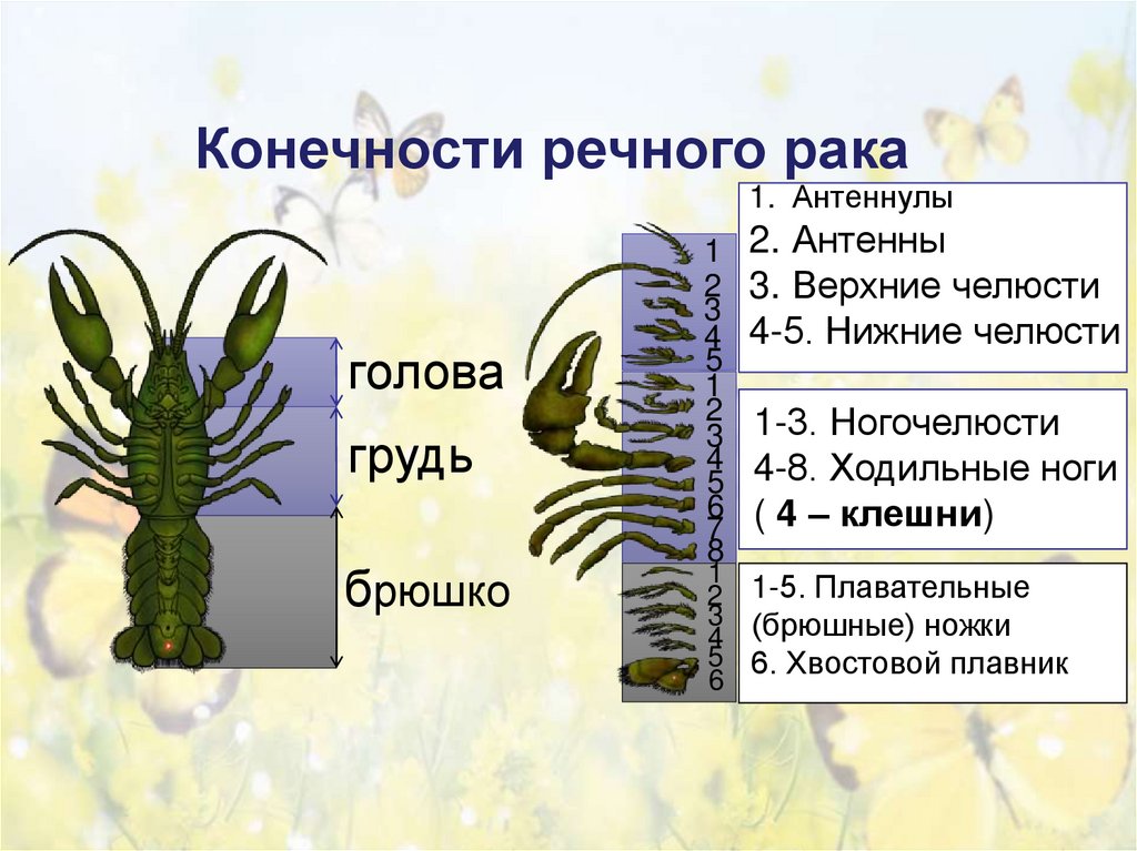Конечности речного рака