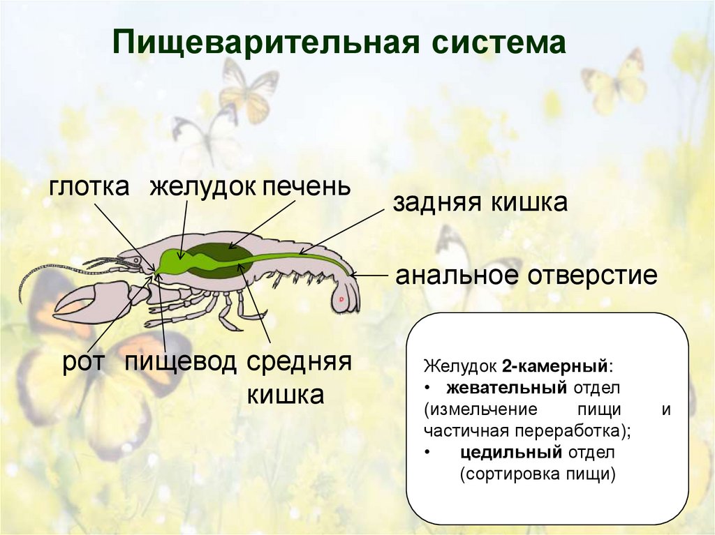 Пищеварительная система