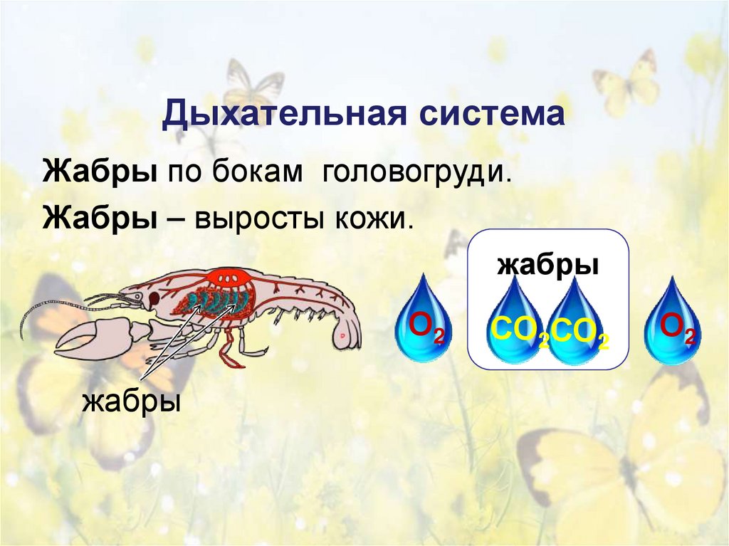 Дыхательная система