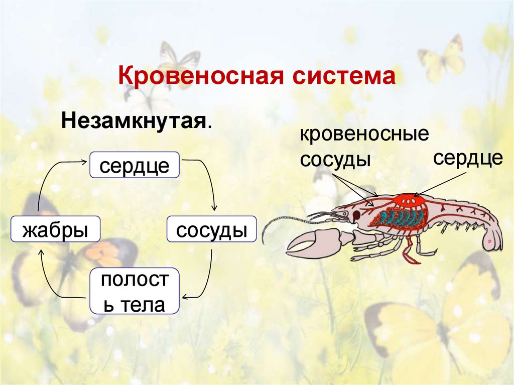 Кровеносная система