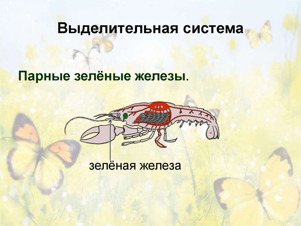 Выделительная система