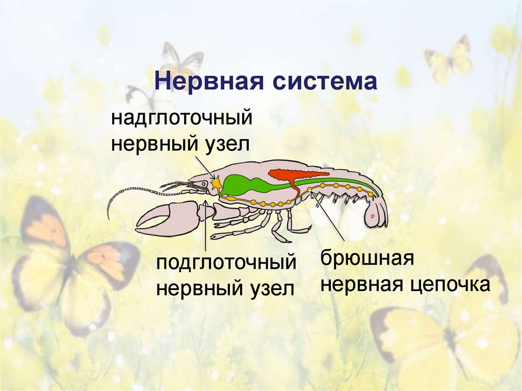 Нервная система