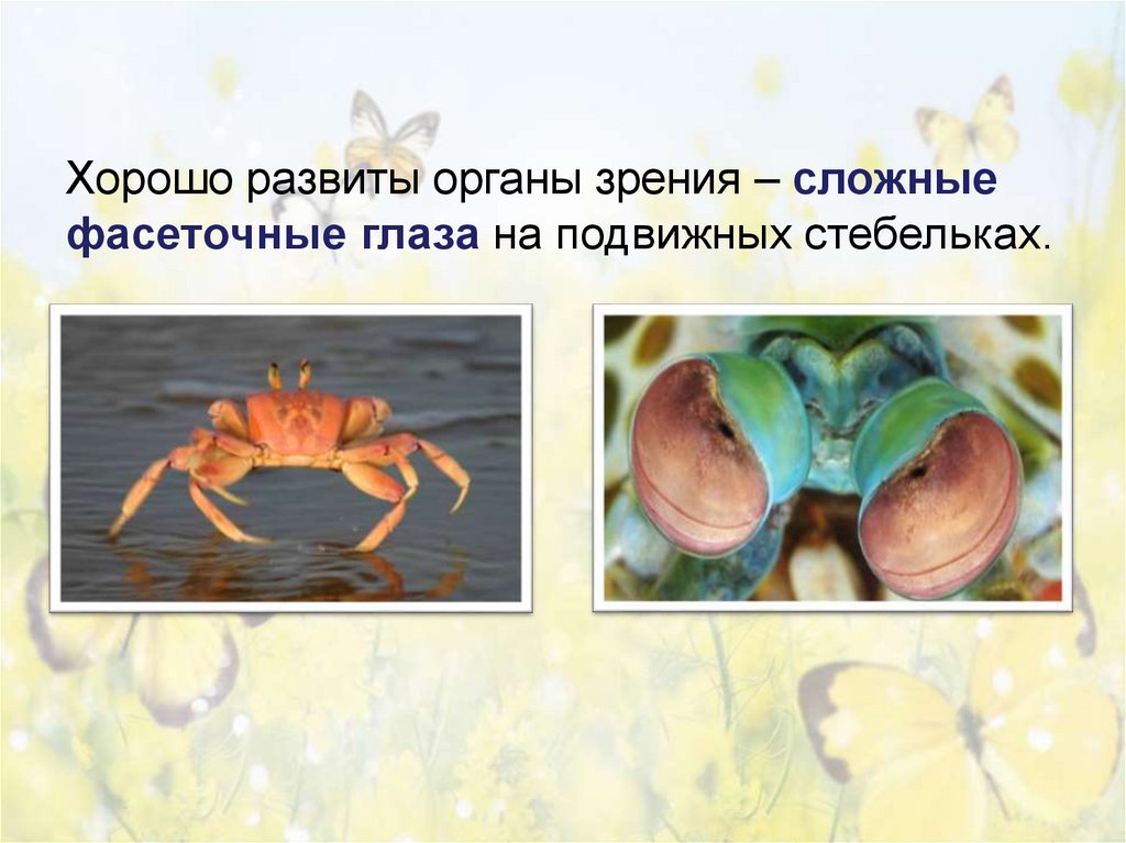 Хорошо развиты органы зрения – сложные фасеточные глаза на подвижных стебельках.