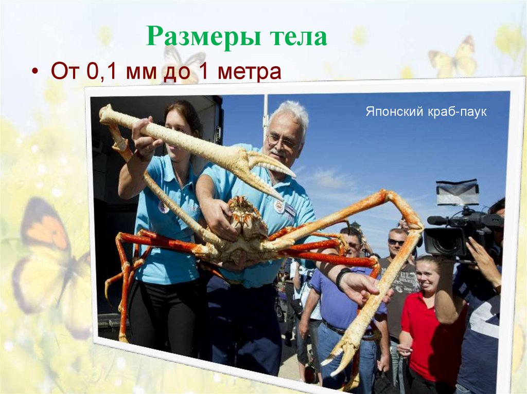 Размеры тела