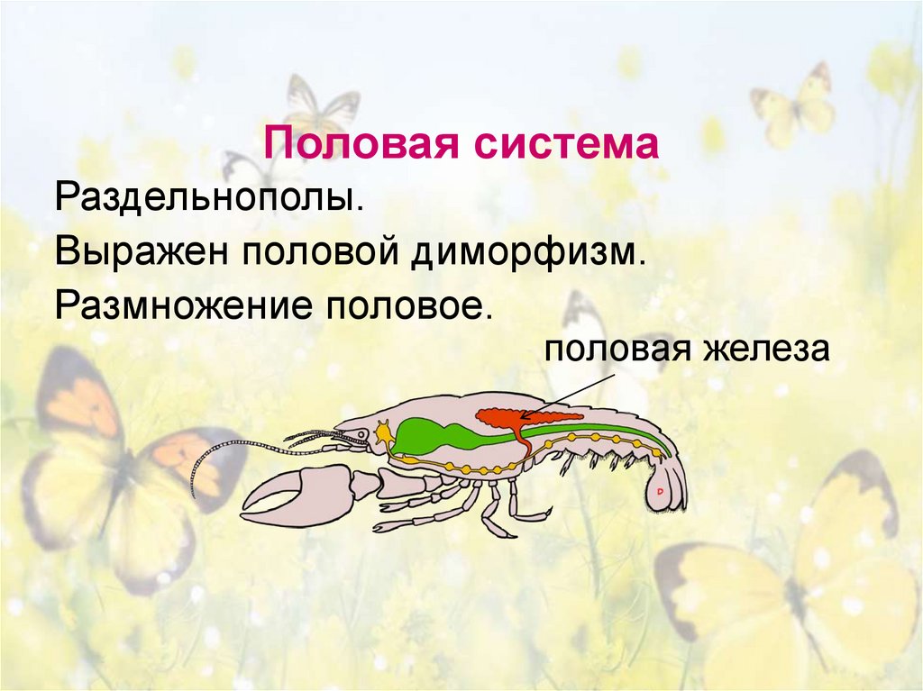 Половая система