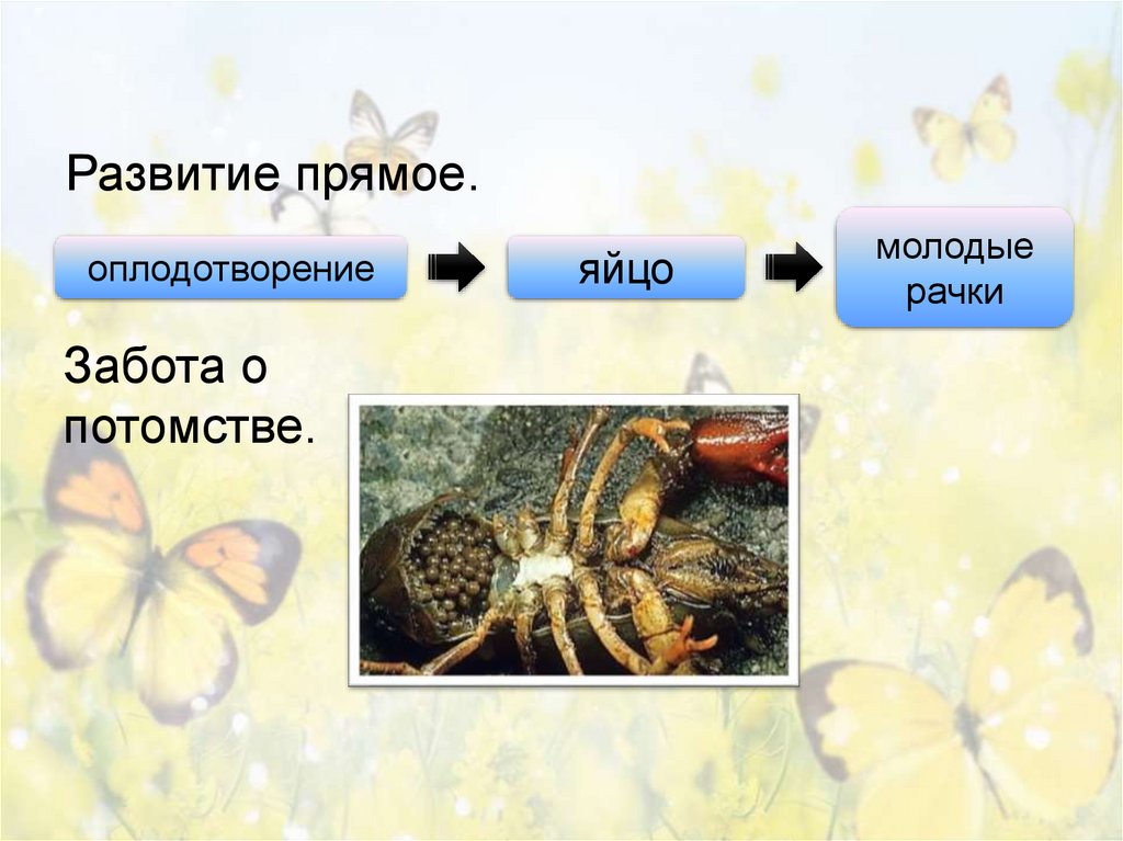 Развитие прямое.