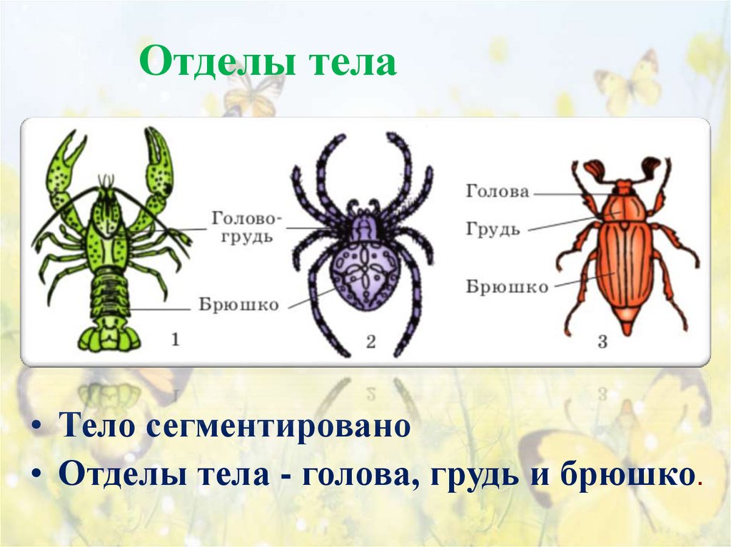 Отделы тела