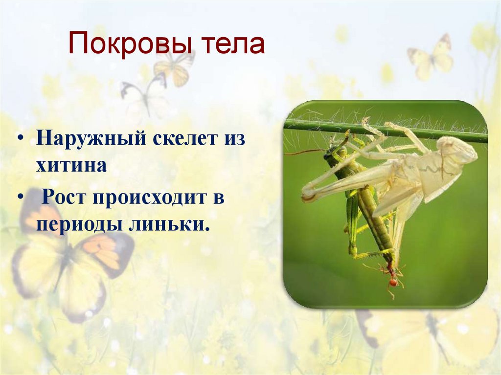 Покровы тела