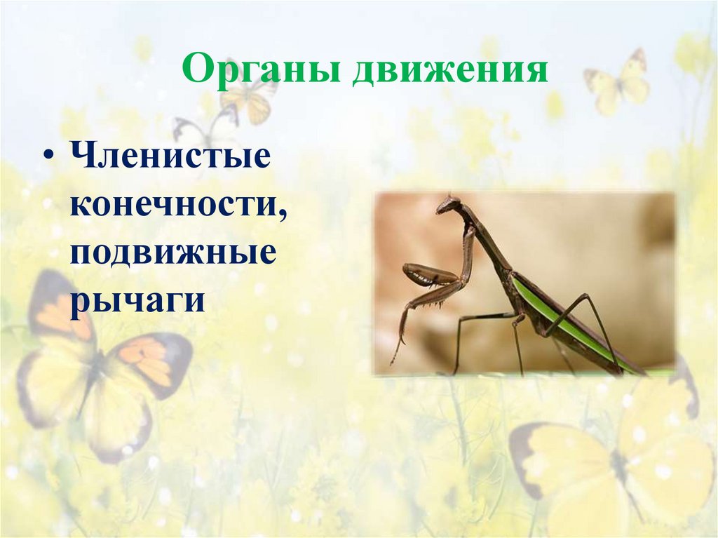 Органы движения