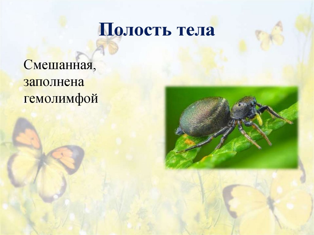 Полость тела