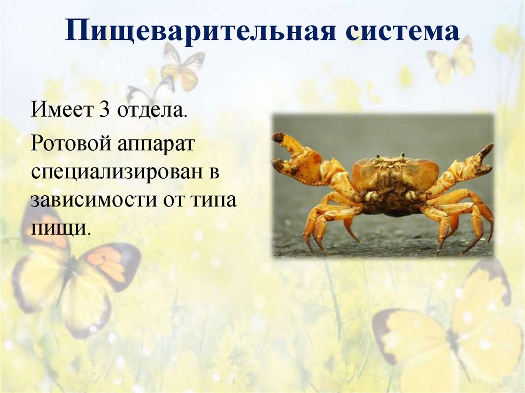 Пищеварительная система