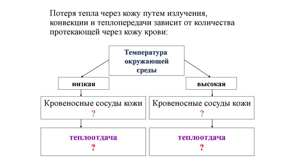 Потеря тепла через кожу путем излучения, конвекции и теплопередачи зависит от количества протекающей через кожу крови: