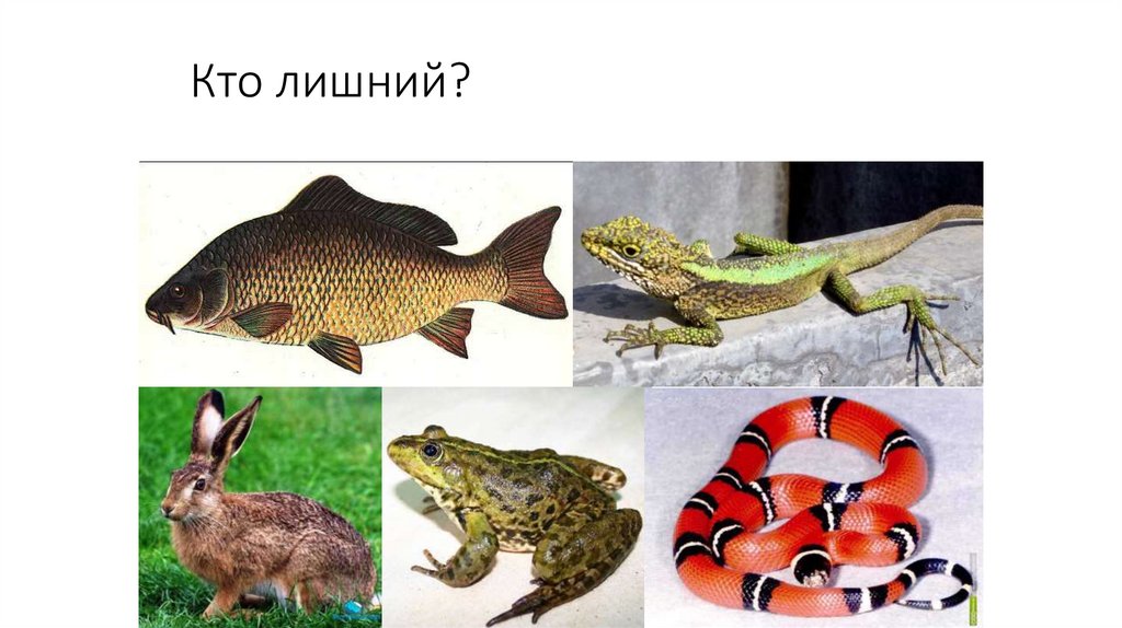 Кто лишний?