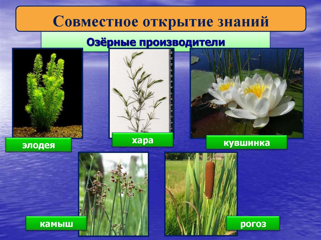 Озёрные производители