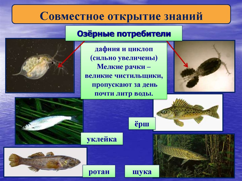 Озёрные потребители