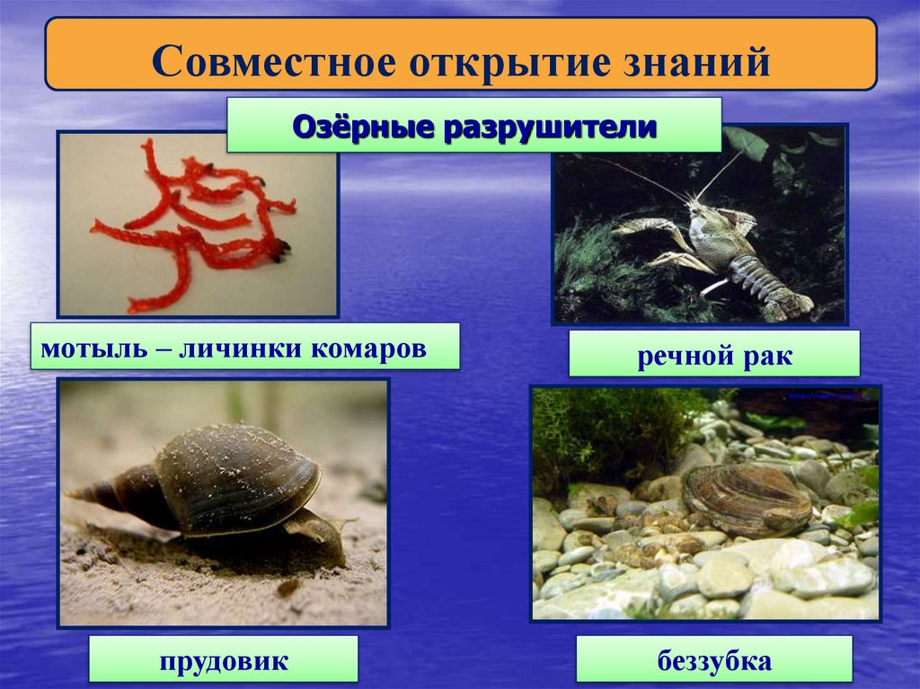 Озёрные разрушители