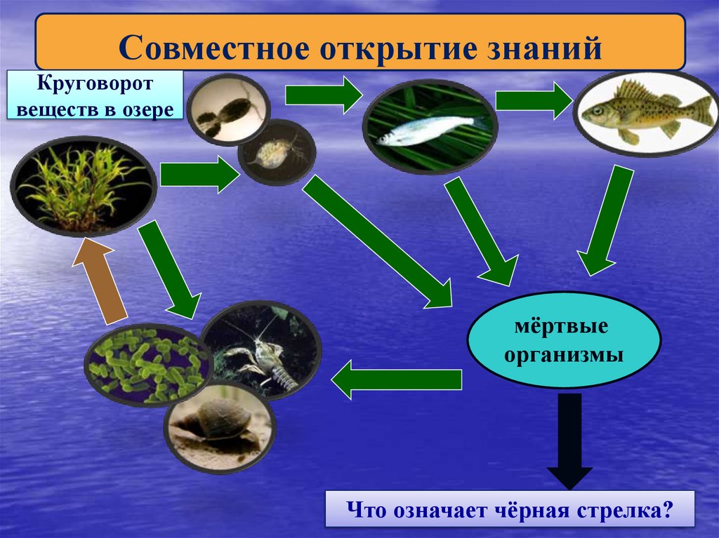 Круговорот веществ в озере