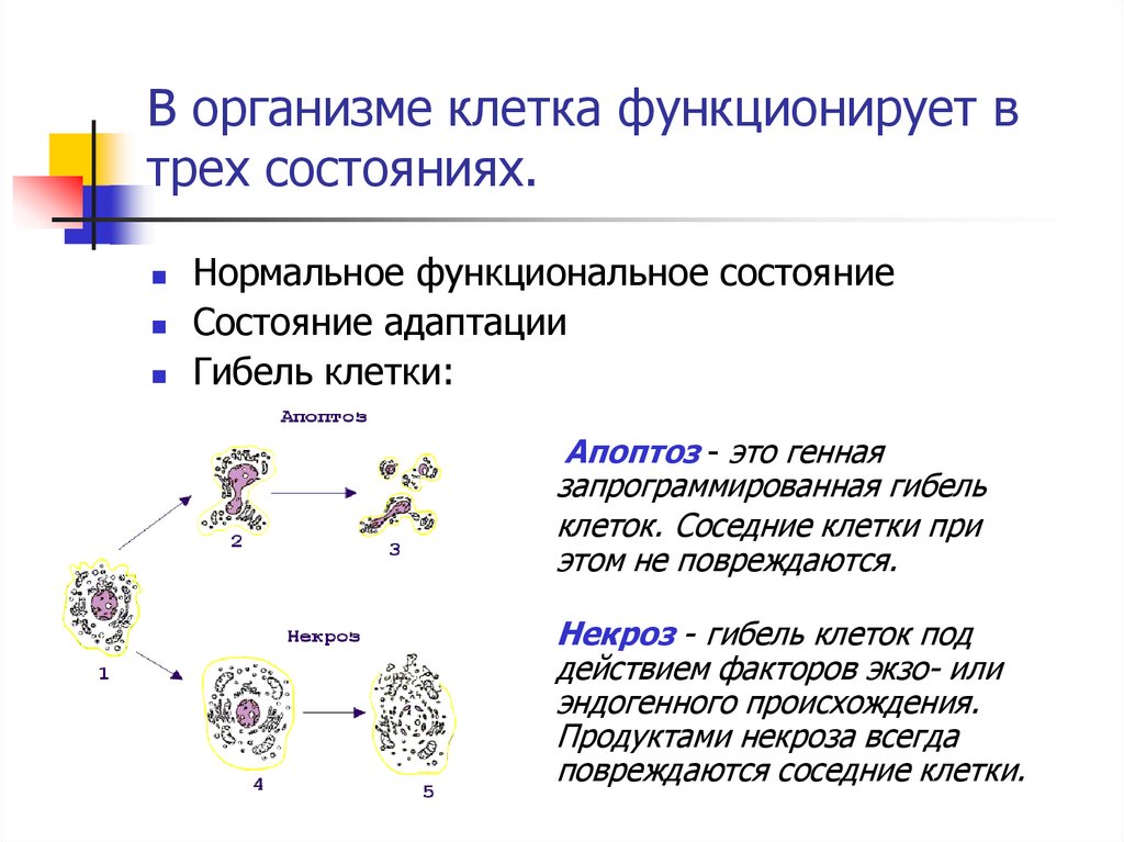 В организме клетка функционирует в трех состояниях.