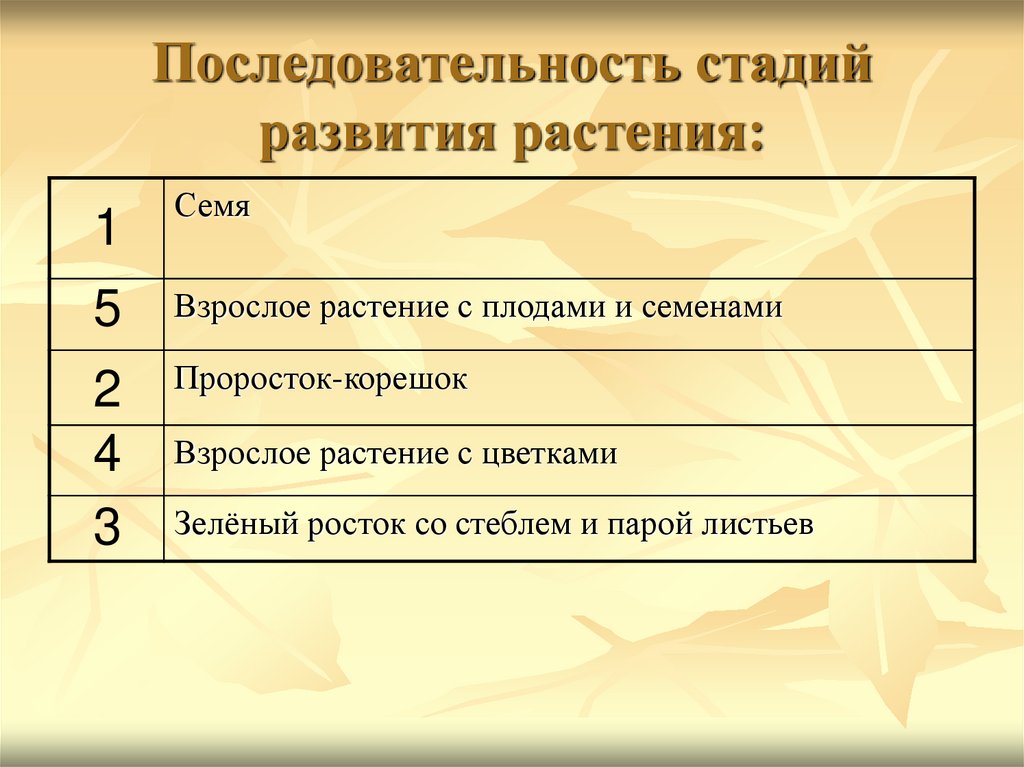 Последовательность стадий развития растения: