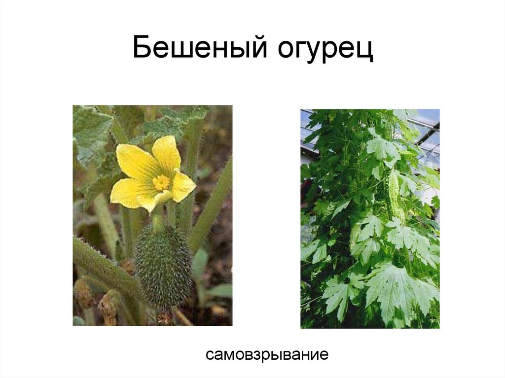 Бешеный огурец