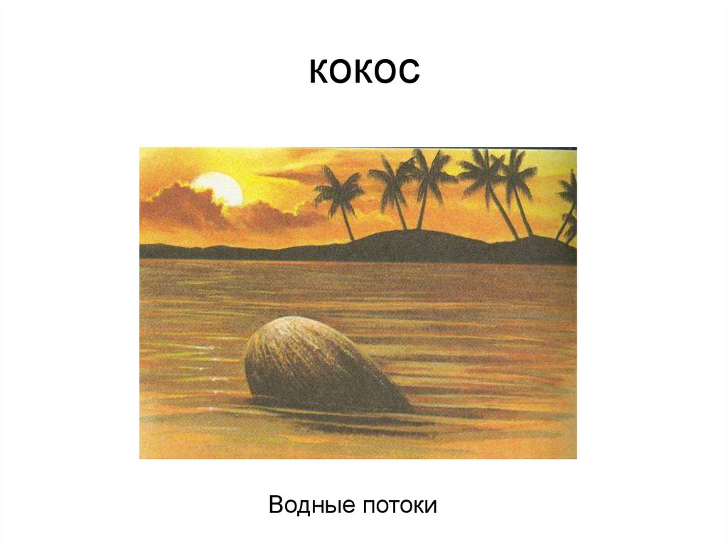 кокос