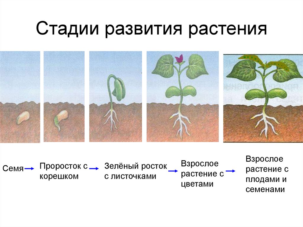 Стадии развития растения