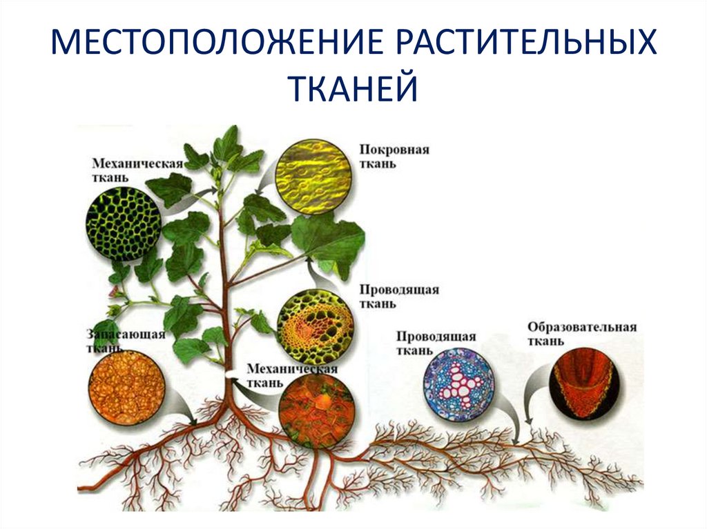 МЕСТОПОЛОЖЕНИЕ РАСТИТЕЛЬНЫХ ТКАНЕЙ