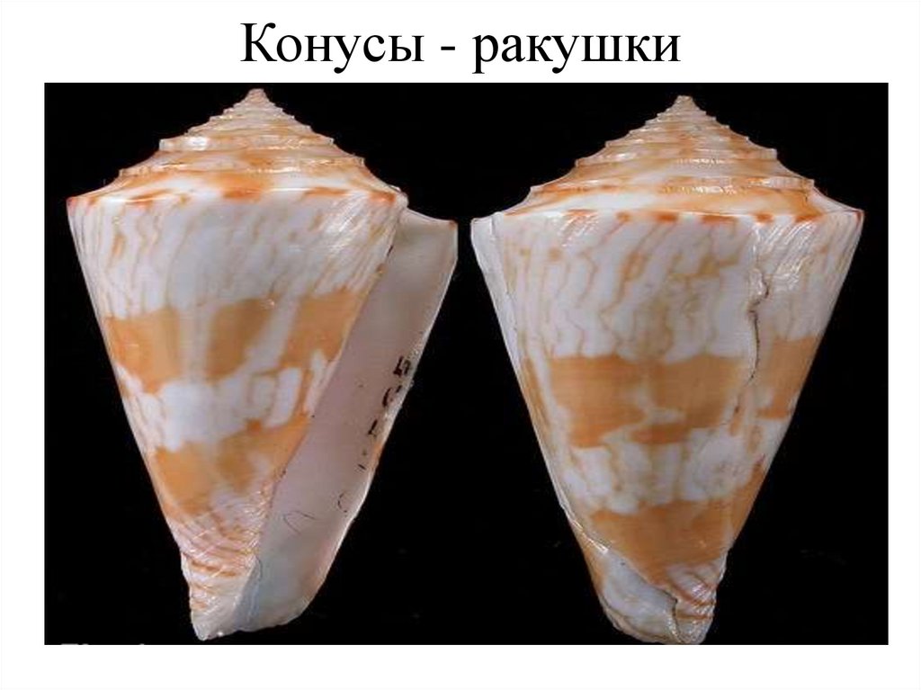 Конусы - ракушки