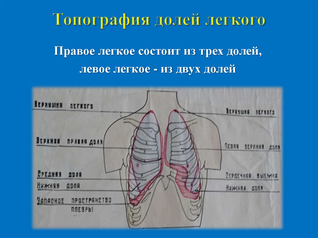 Топография долей легкого