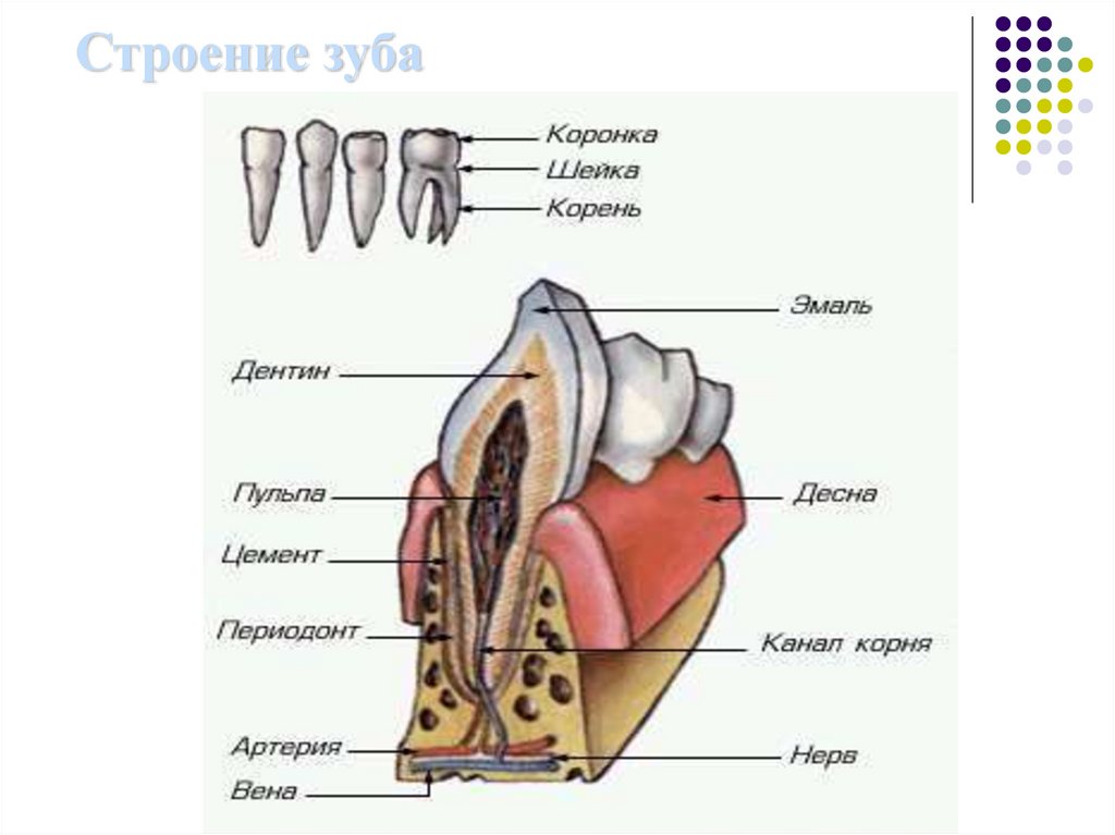 Строение зуба