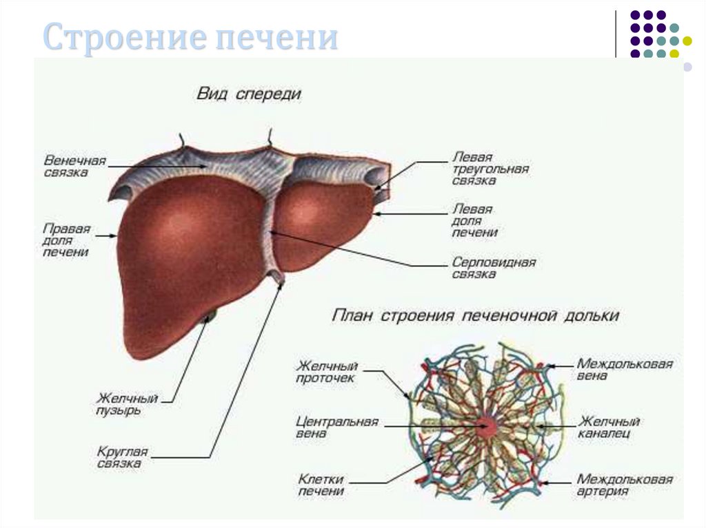 Строение печени