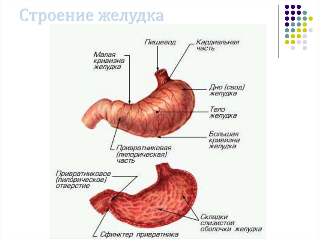 Строение желудка