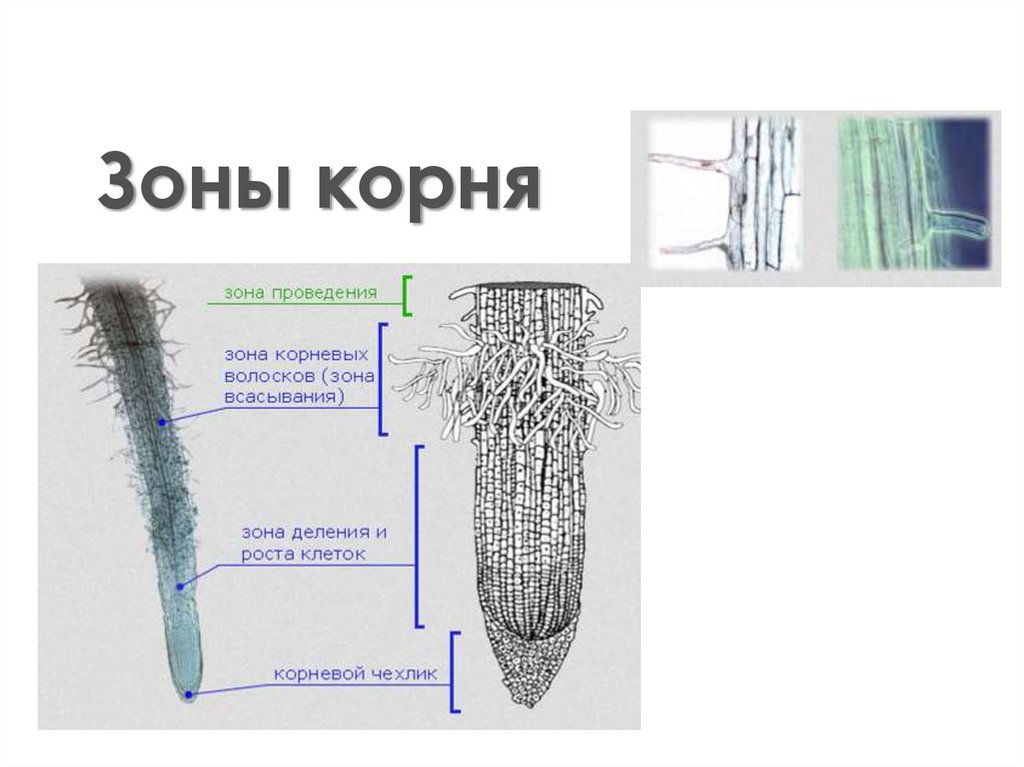 Зоны корня