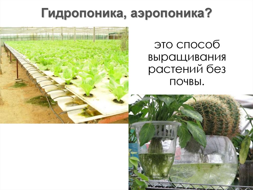 это способ выращивания растений без почвы.