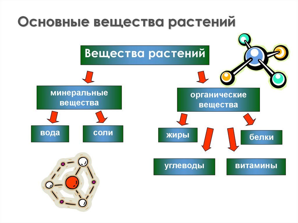 Основные вещества растений