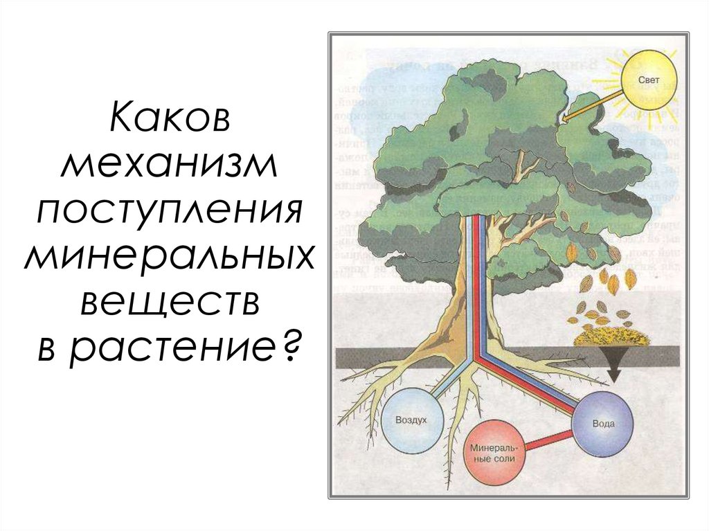Каков механизм поступления минеральных веществ в растение?