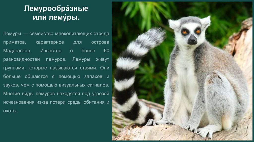 Лемурообра́зные или лему́ры.