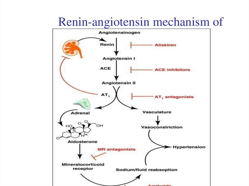 Renin-angiotensin mechanism of aldosterone production